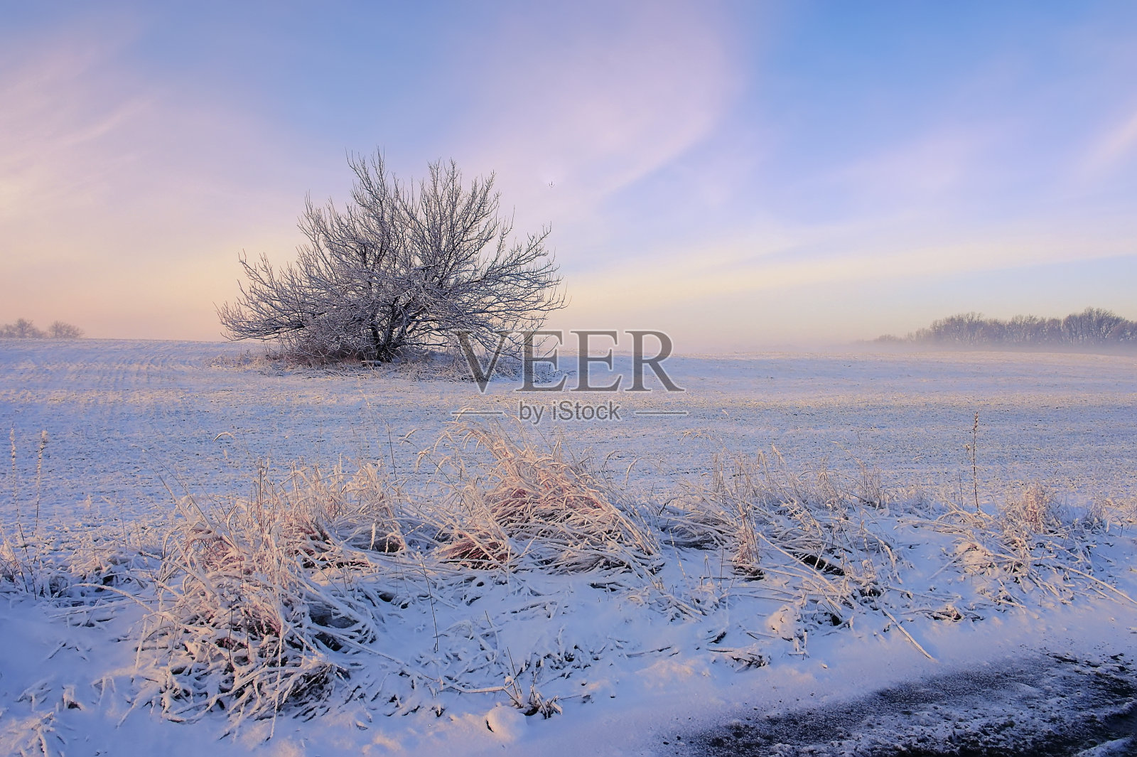 冬天的早晨,寂寞的树照片摄影图片