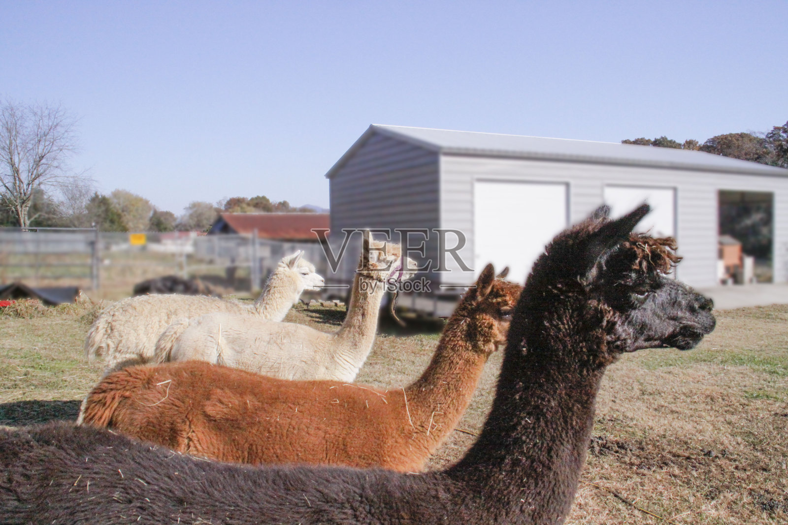 羊驼对齐照片摄影图片