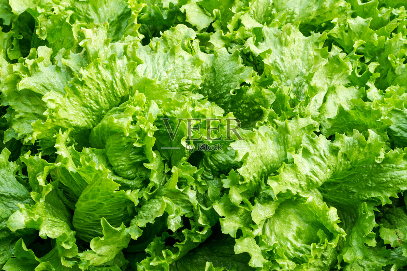 绿色卷心莴苣照片摄影图片