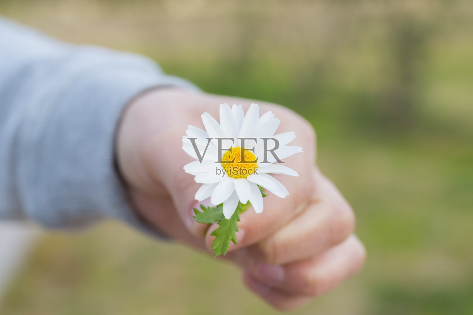 黛西。照片摄影图片