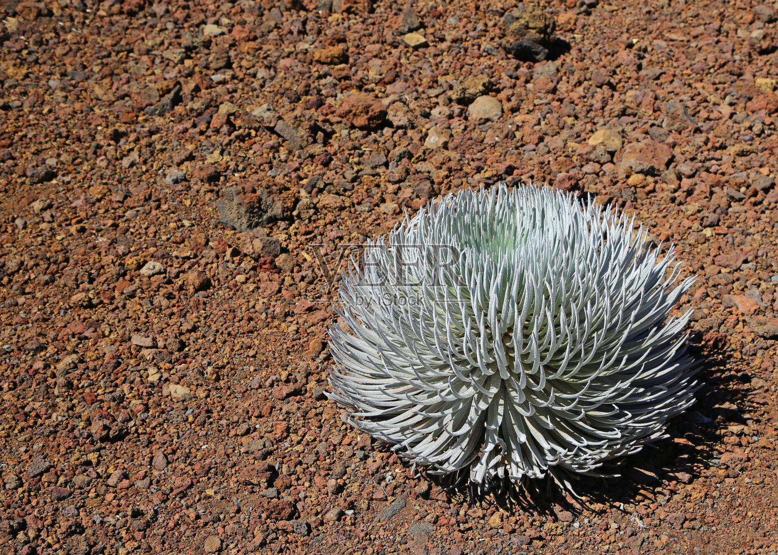 哈雷阿卡拉火山地面上的银字照片摄影图片