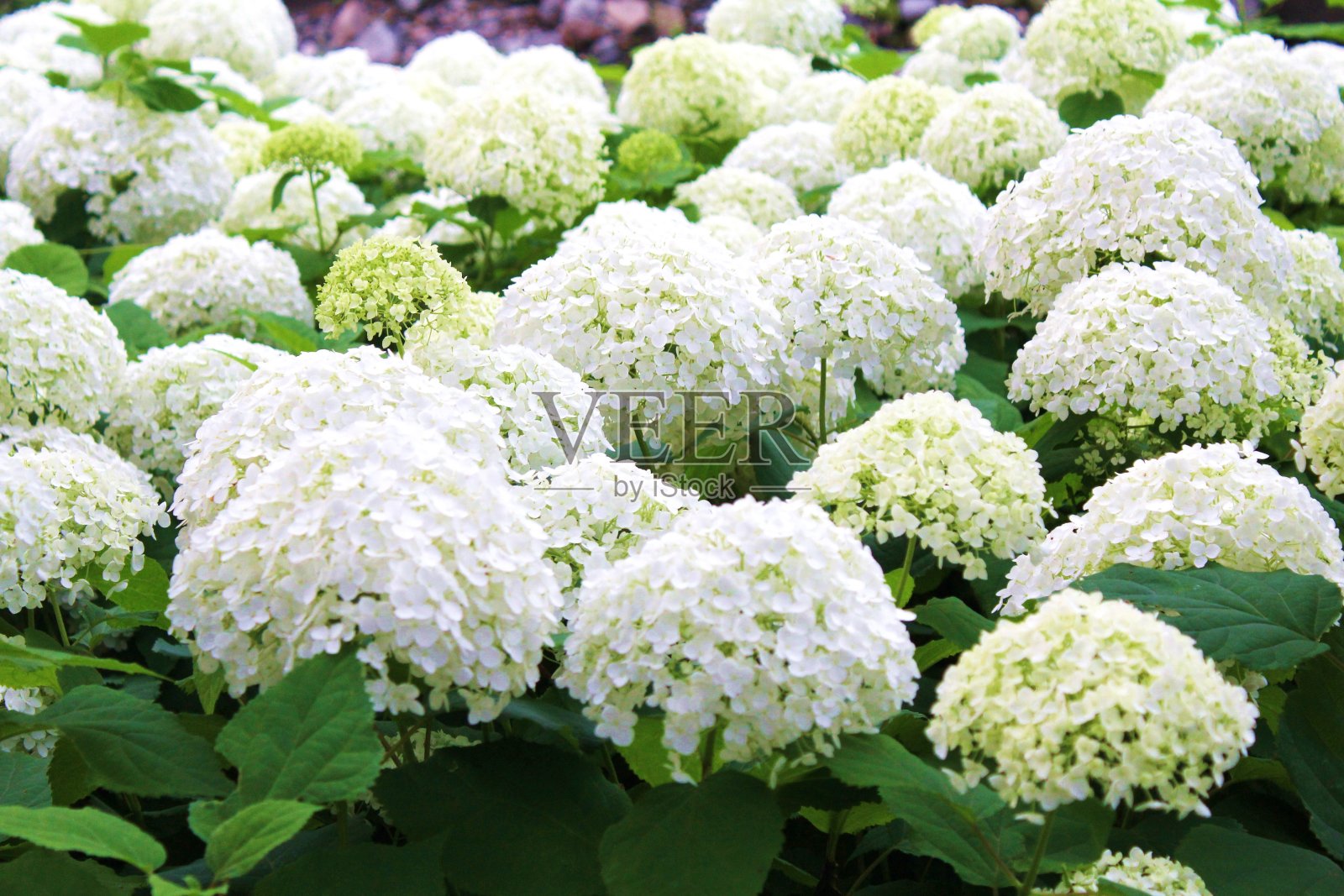 白色绣球花照片摄影图片