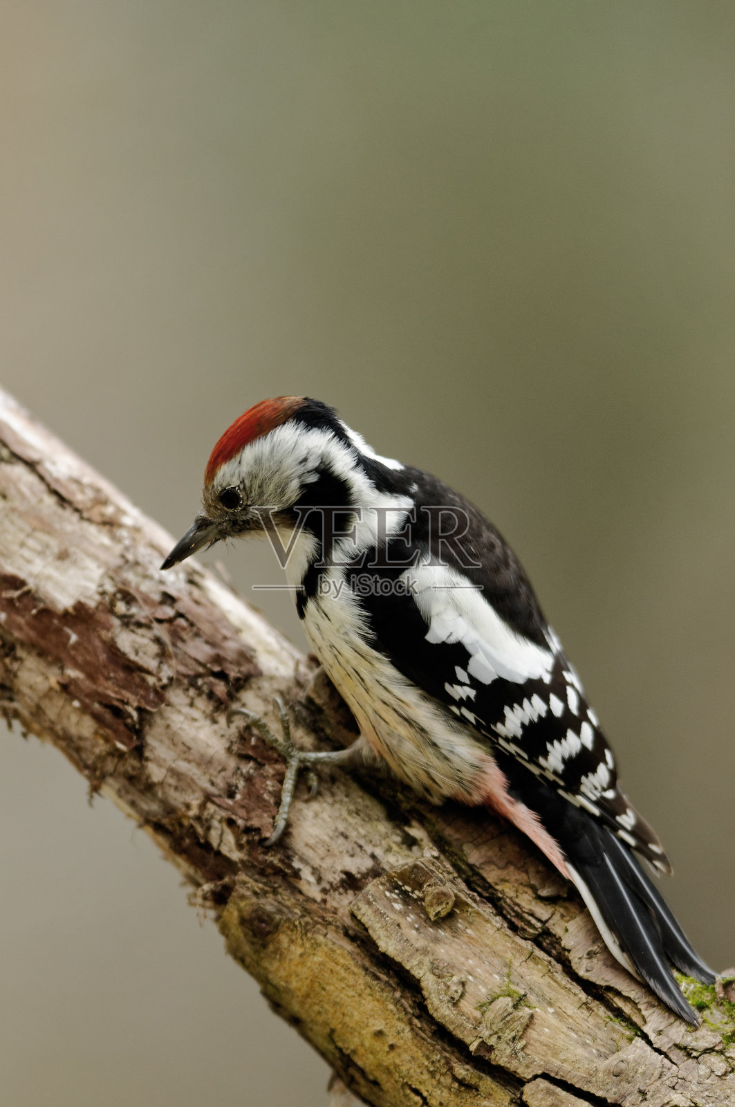 中间斑点的啄木鸟坐在树枝上照片摄影图片