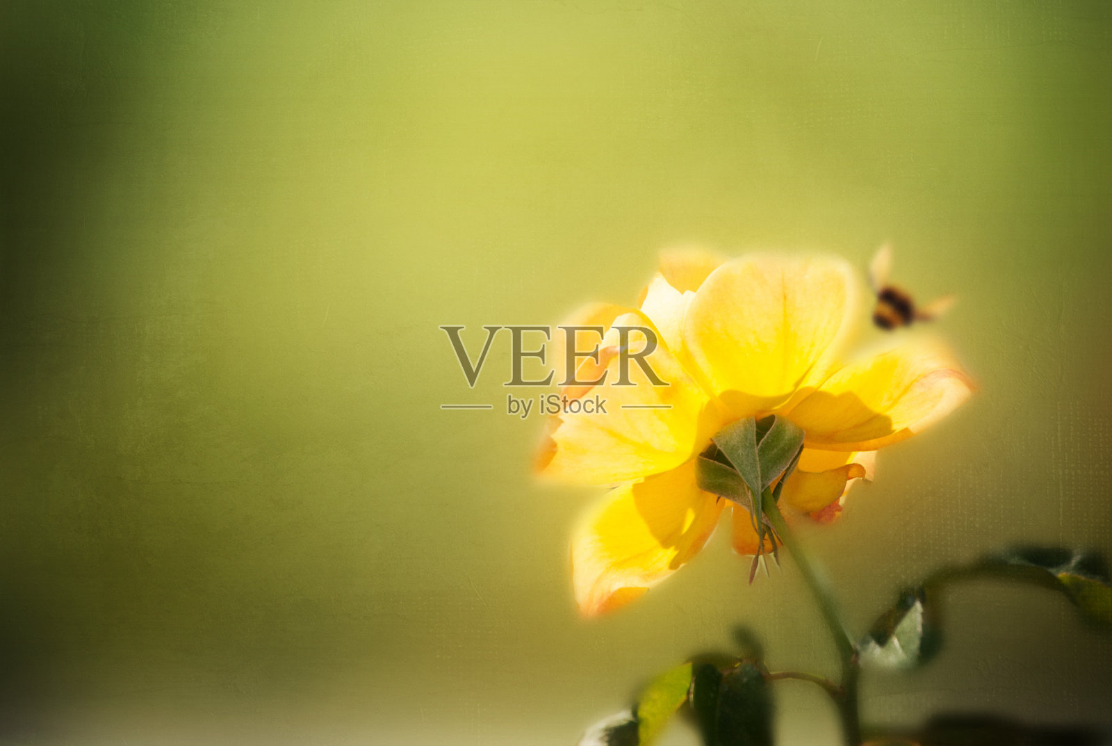 花园里美丽的玫瑰照片摄影图片