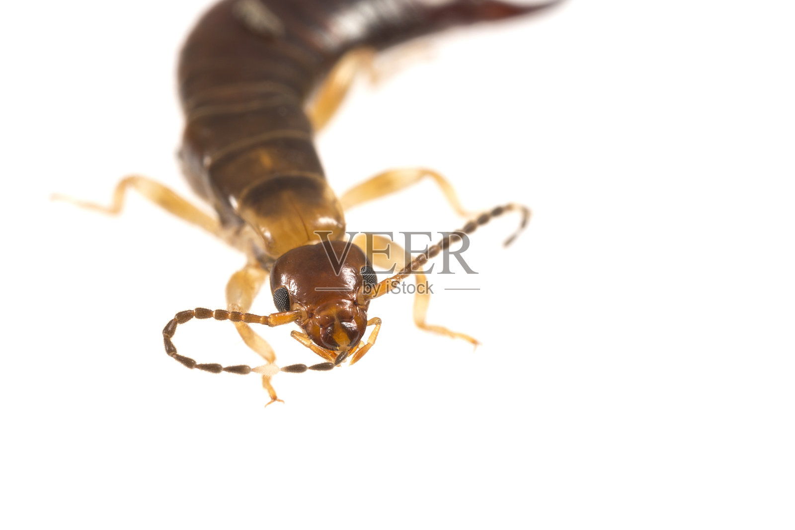 蠼螋用口器梳理触角照片摄影图片