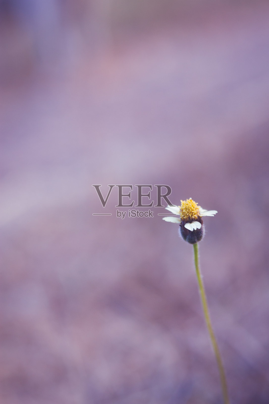 单瓣白色花,紫色底照片摄影图片