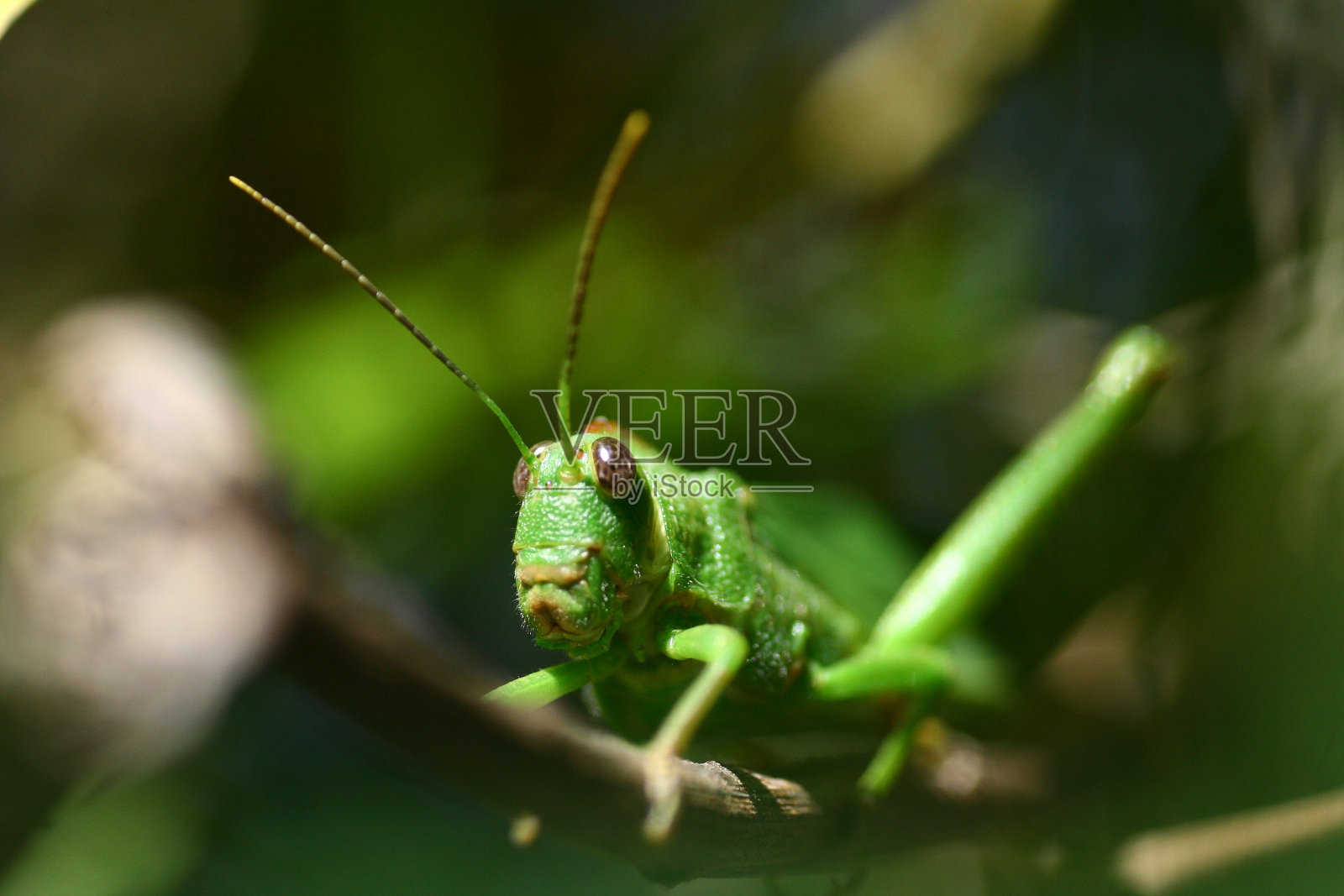 神秘的绿蟋蟀照片摄影图片