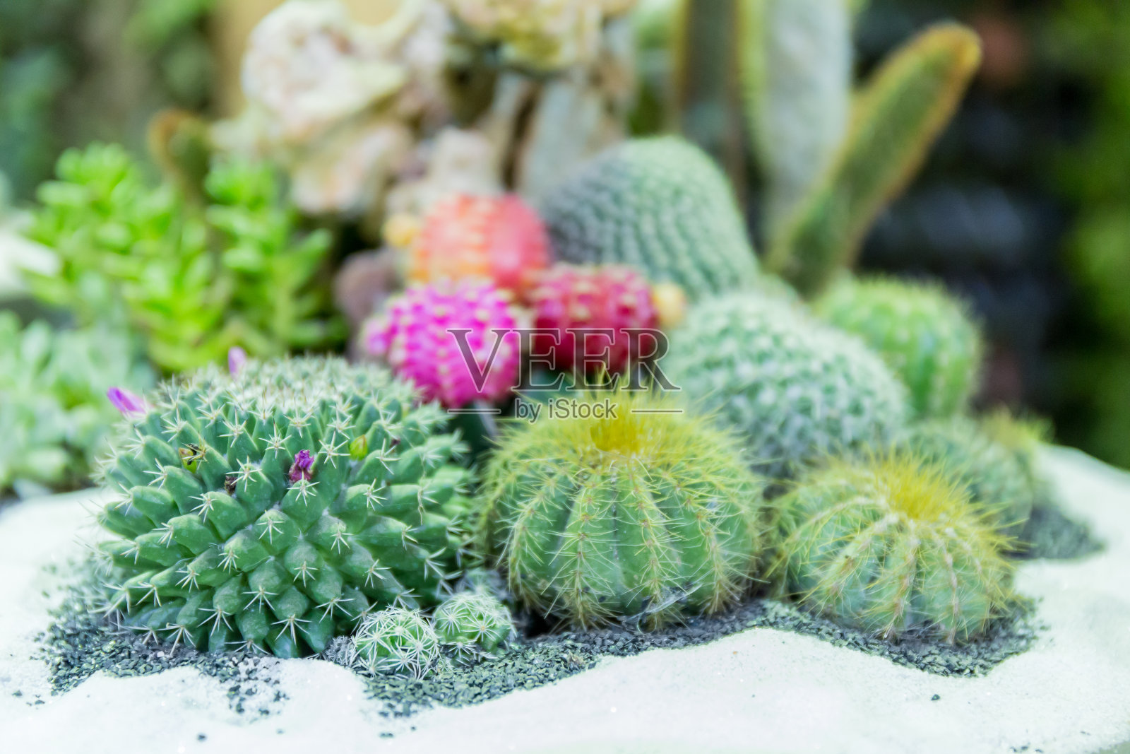 仙人掌的植物照片摄影图片