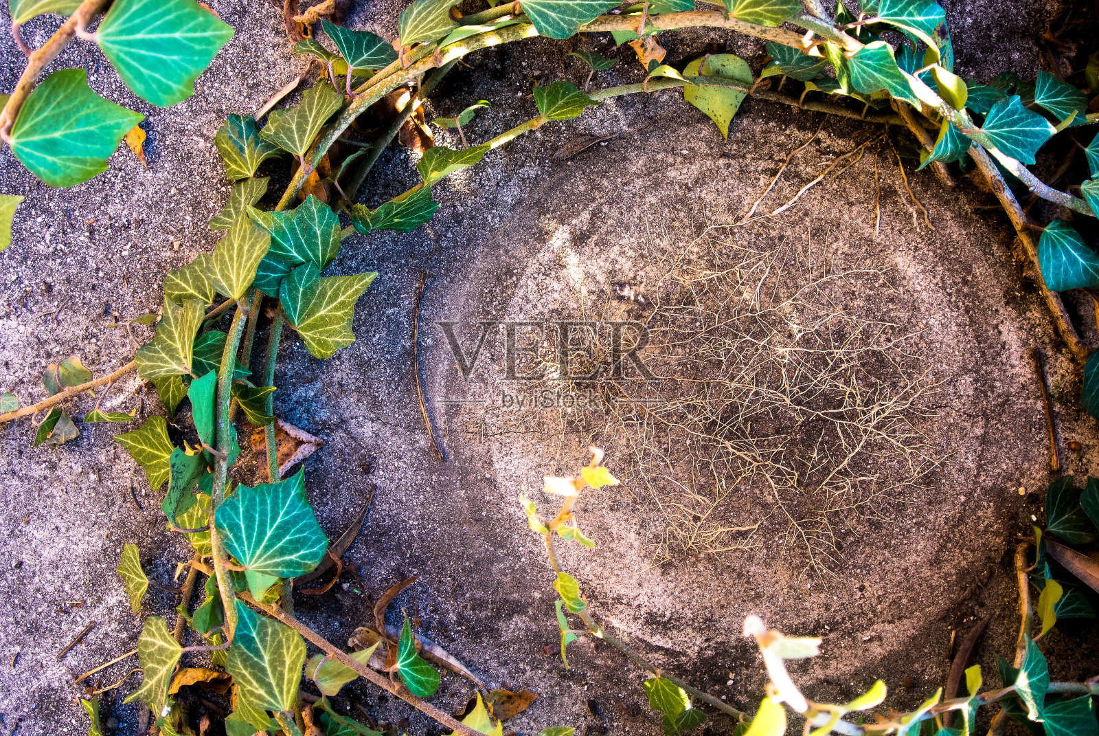 常春藤叶圆照片摄影图片