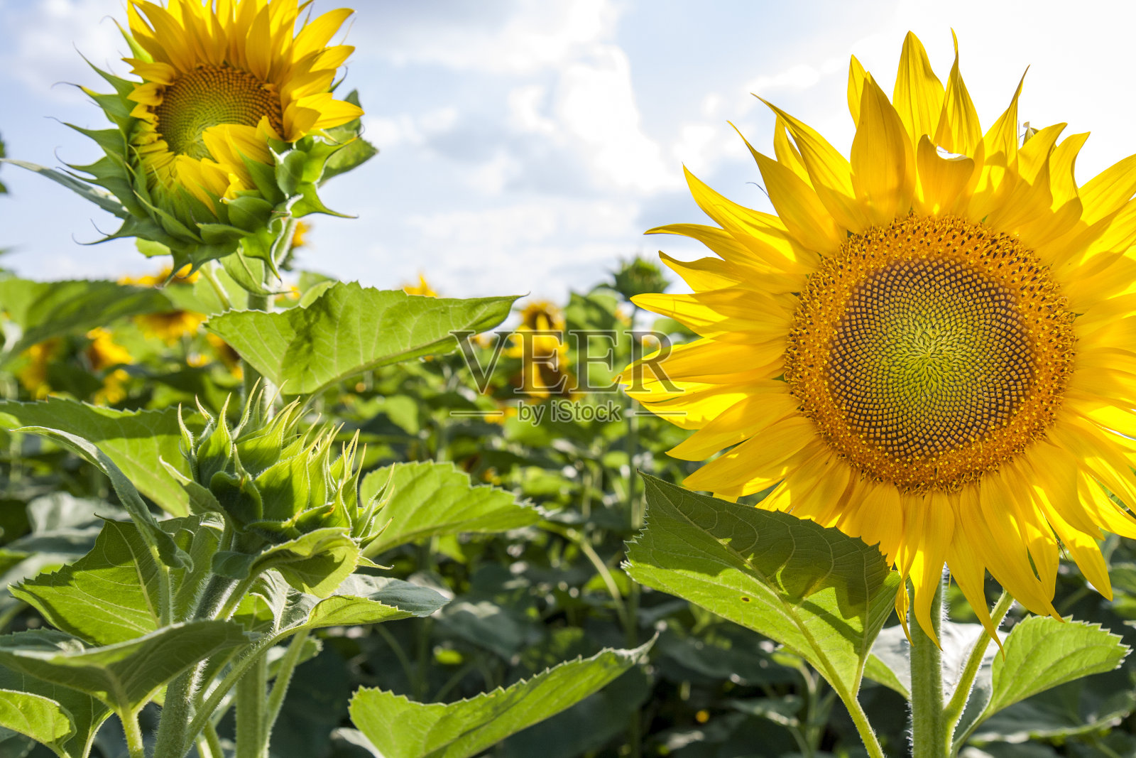 田野上的黄色向日葵照片摄影图片