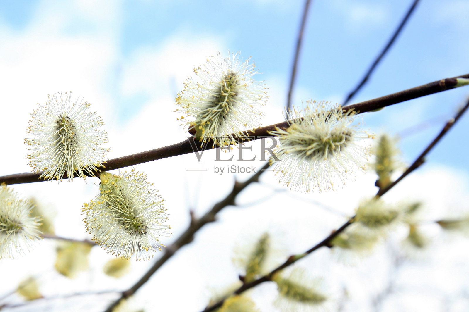 盛开的春天柳树照片摄影图片