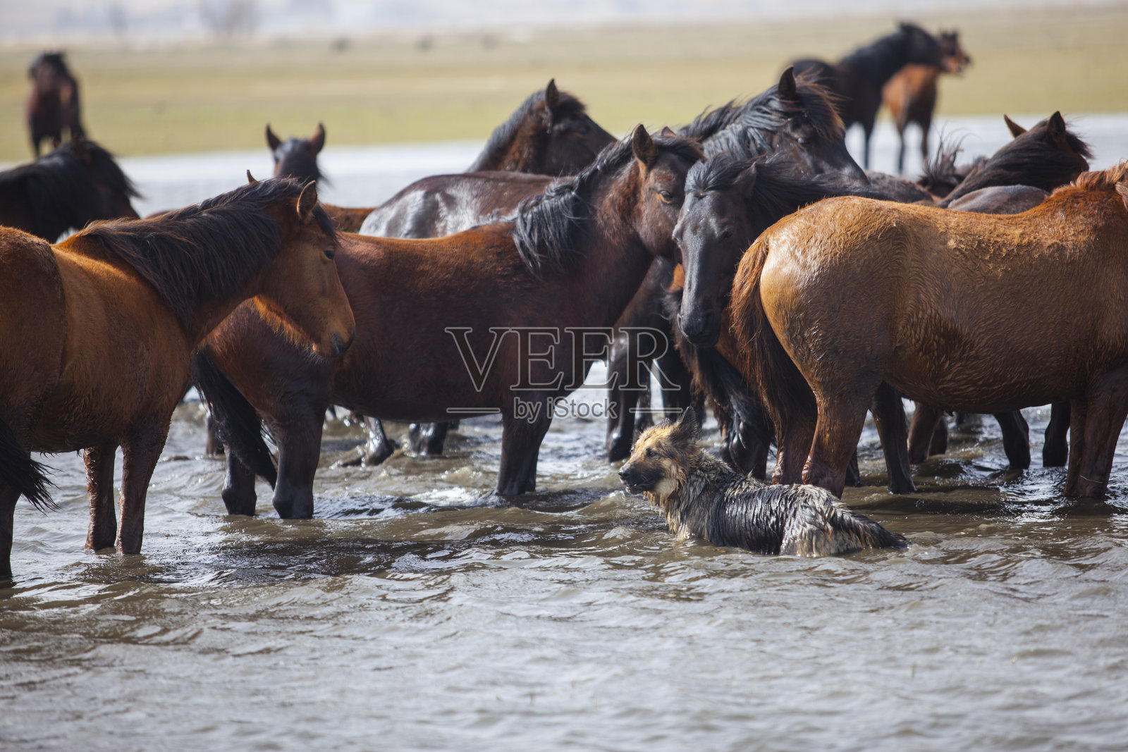 湖里有野马照片摄影图片
