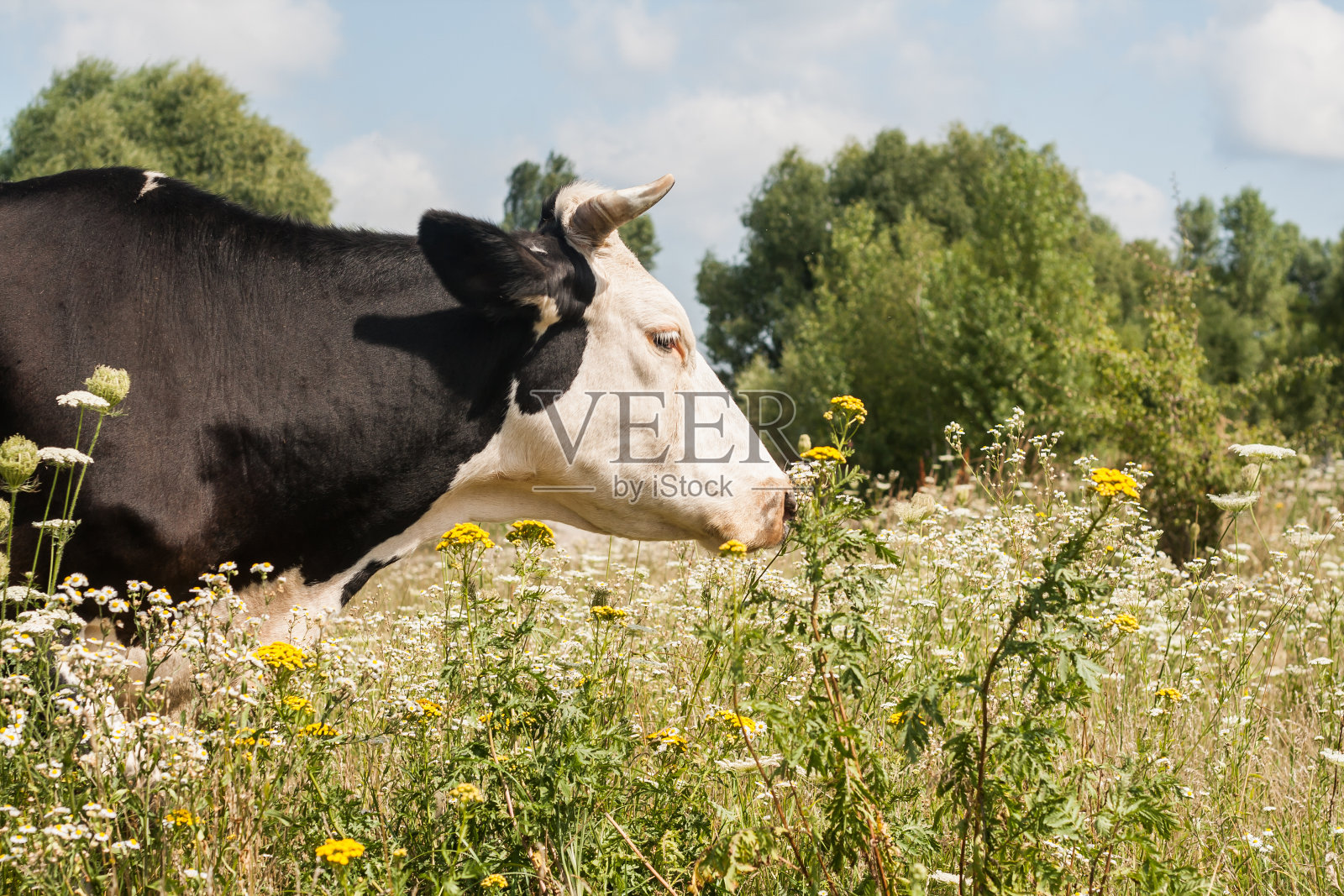 在草地上吃草的牛的肖像照片摄影图片