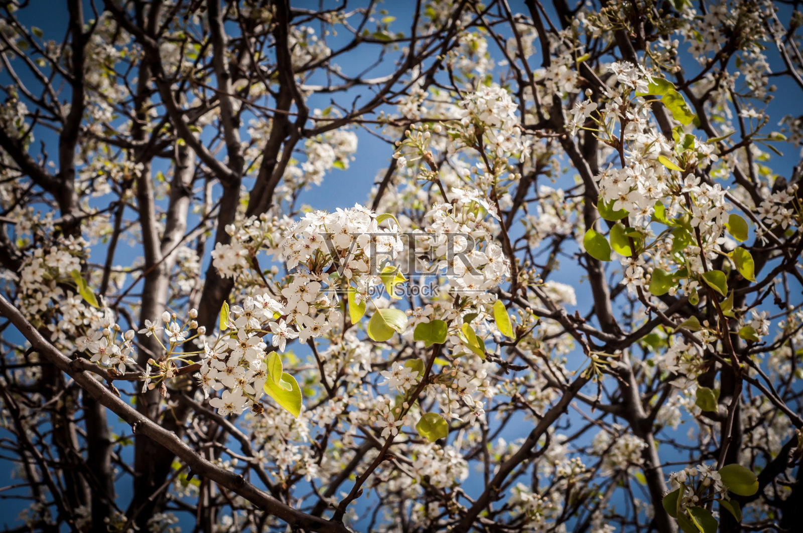 扁桃照片摄影图片