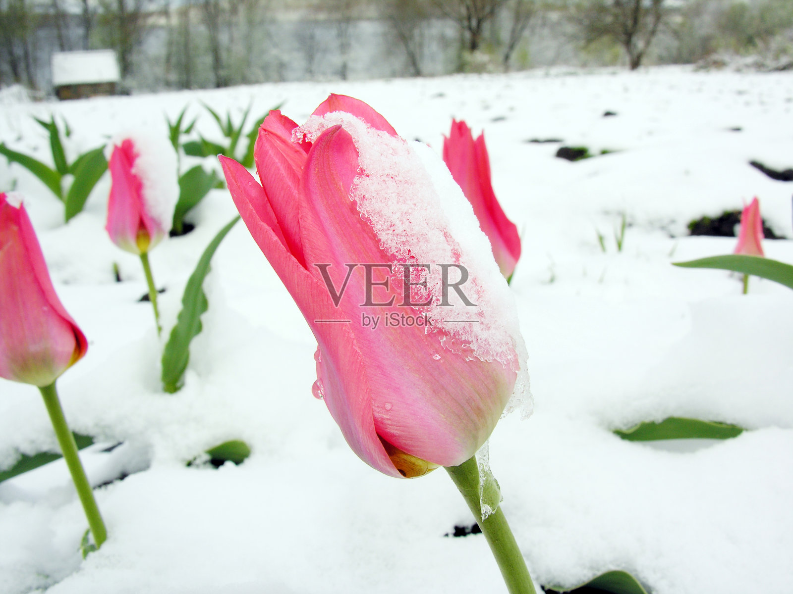 粉色郁金香照片摄影图片