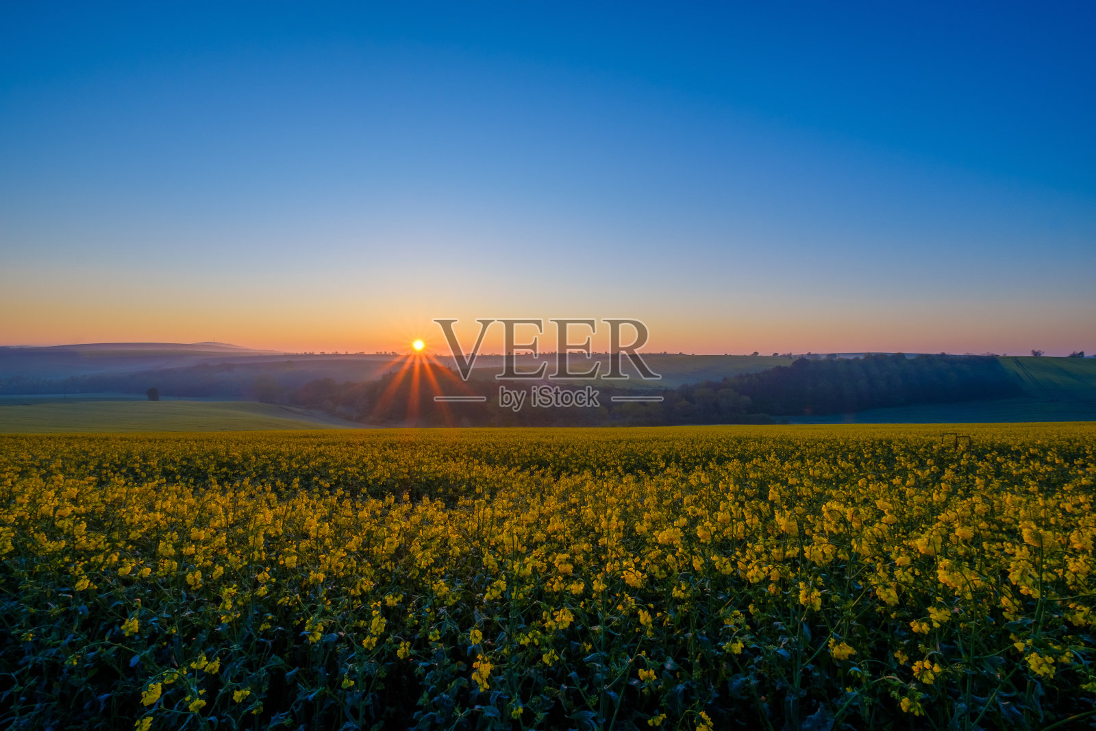 日出下的油菜田照片摄影图片