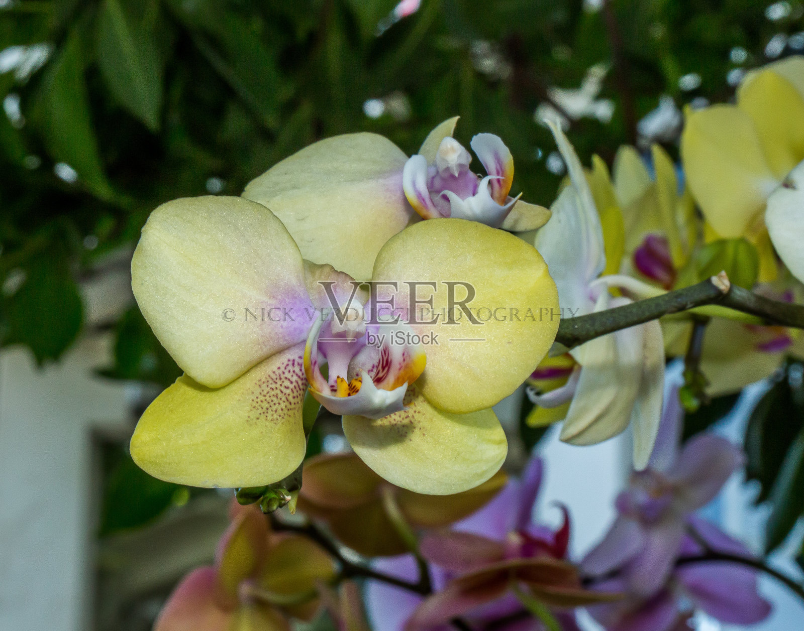 黄色的兰花照片摄影图片