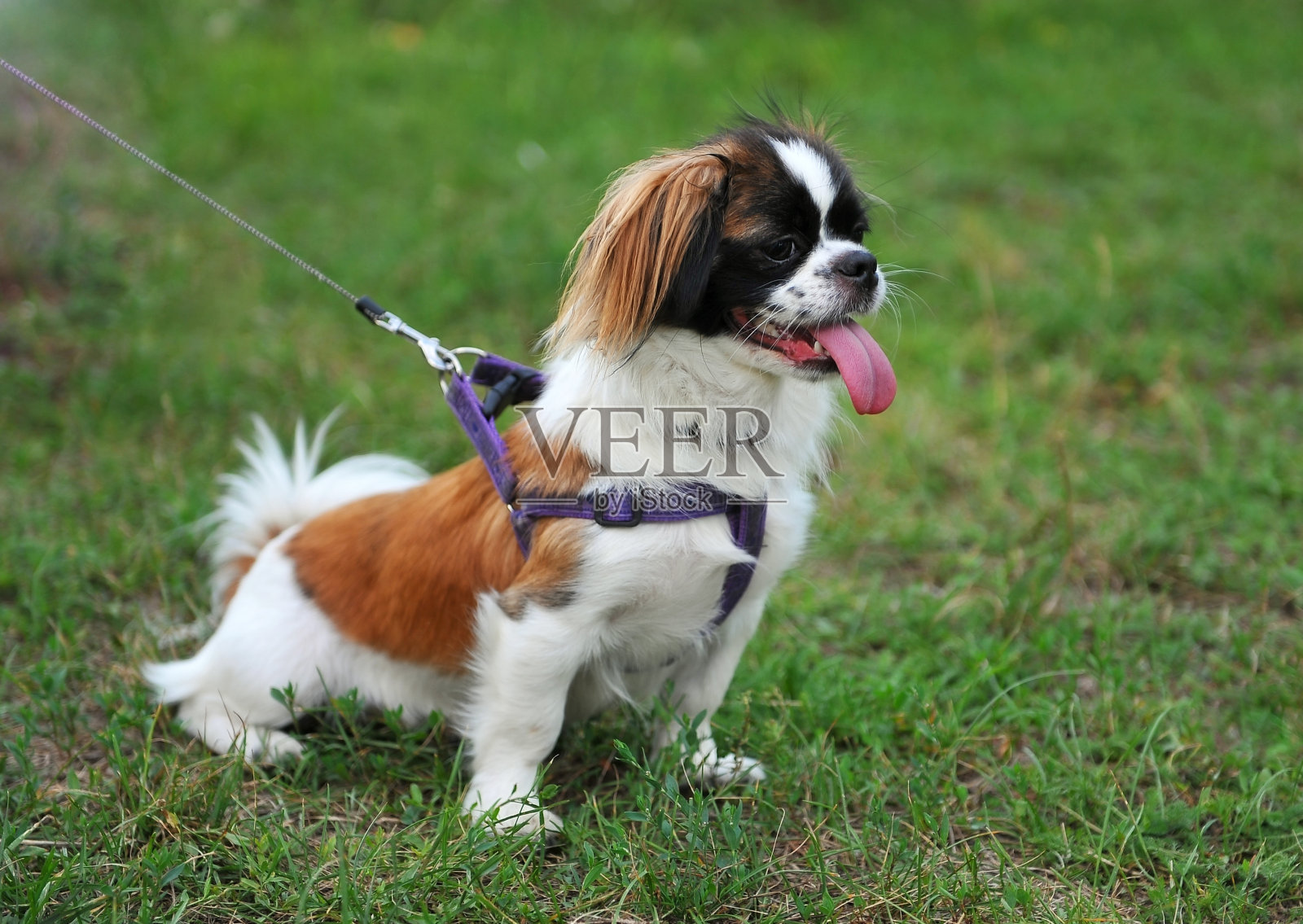 绿色草坪上的哈巴狗。照片摄影图片