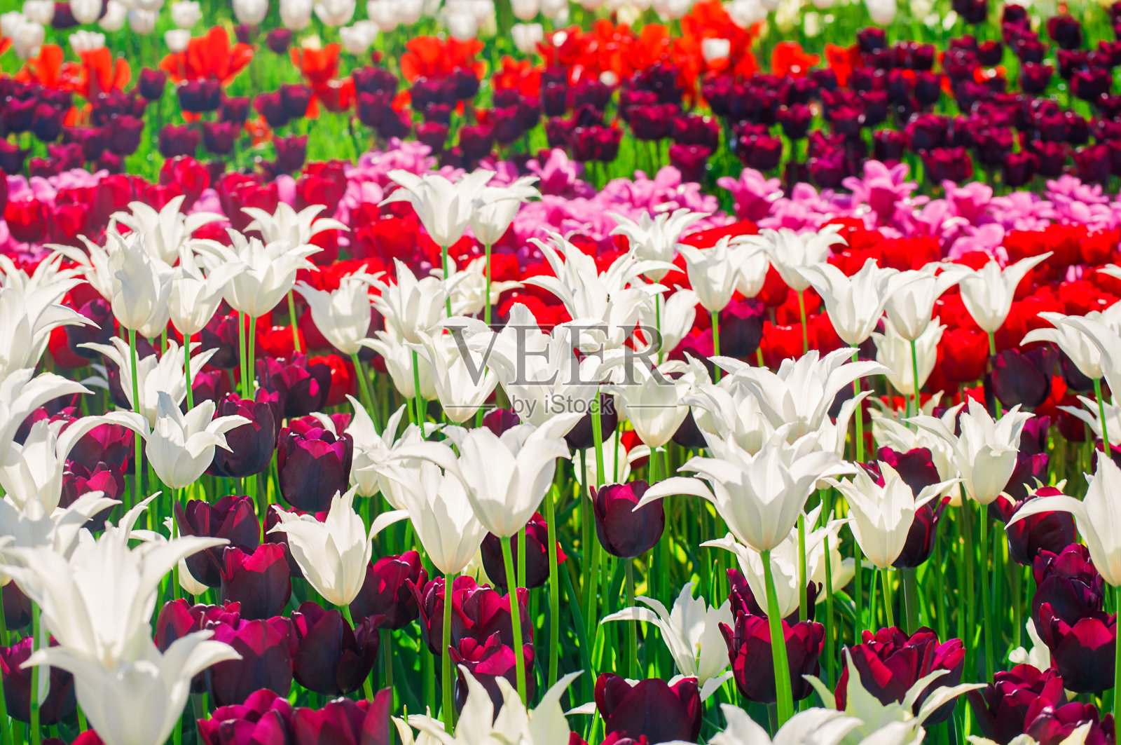 春天五彩缤纷的郁金香田照片摄影图片