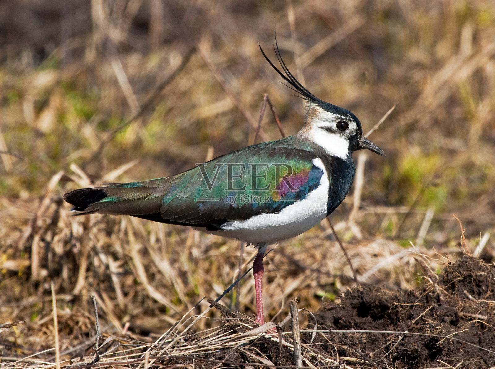 田凫照片摄影图片