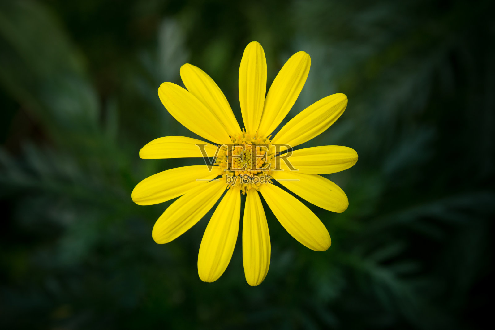 花照片摄影图片