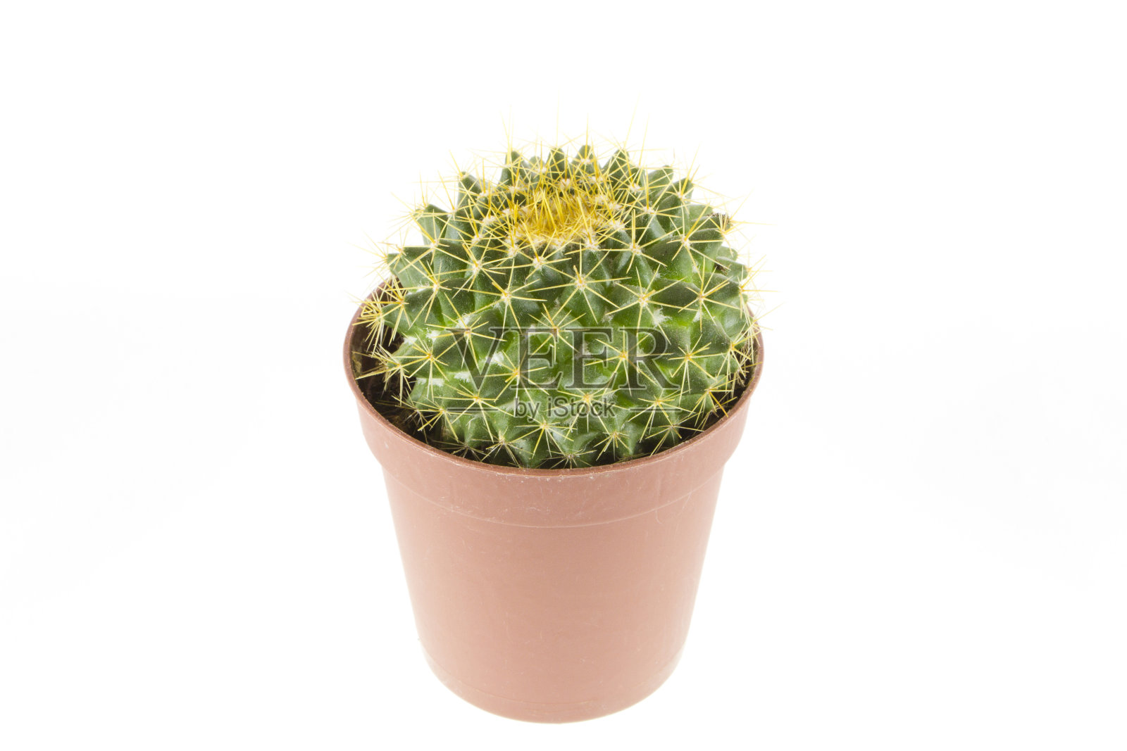 仙人掌照片摄影图片