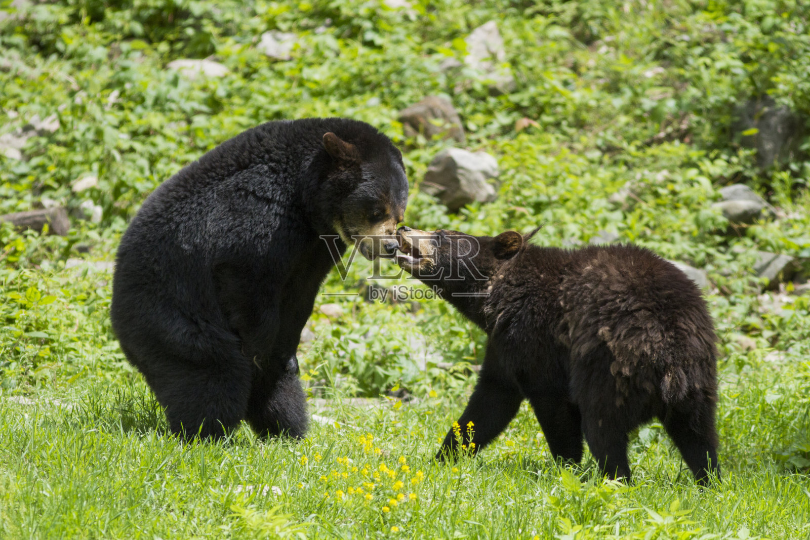 黑熊的战斗照片摄影图片