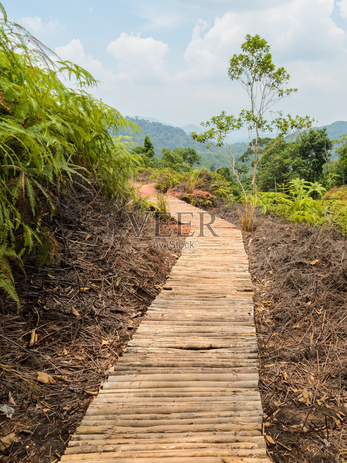 穿过森林的木制人行道照片摄影图片