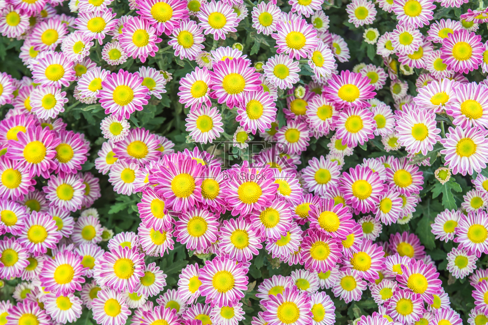 花店门花背景,粉白色花照片摄影图片