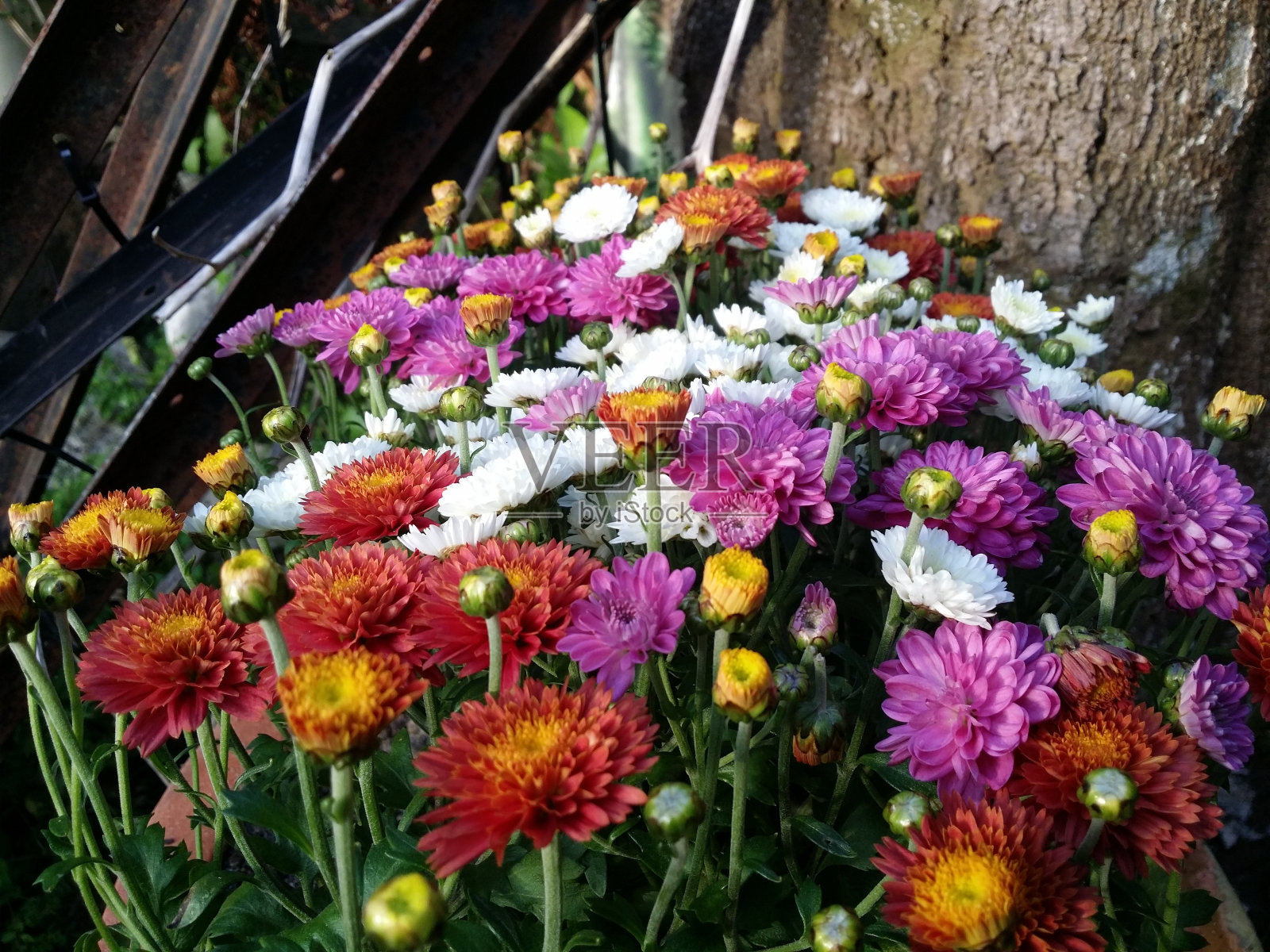 外面的花正在盛开。照片摄影图片