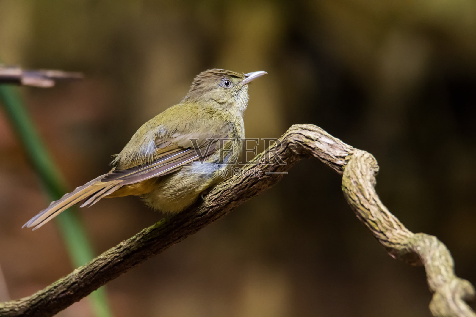 鸟照片摄影图片