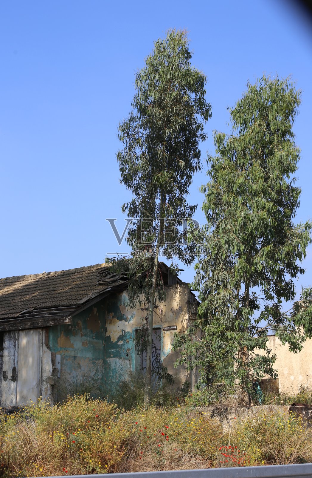 被毁坏的房子在桉树的树荫下。照片摄影图片