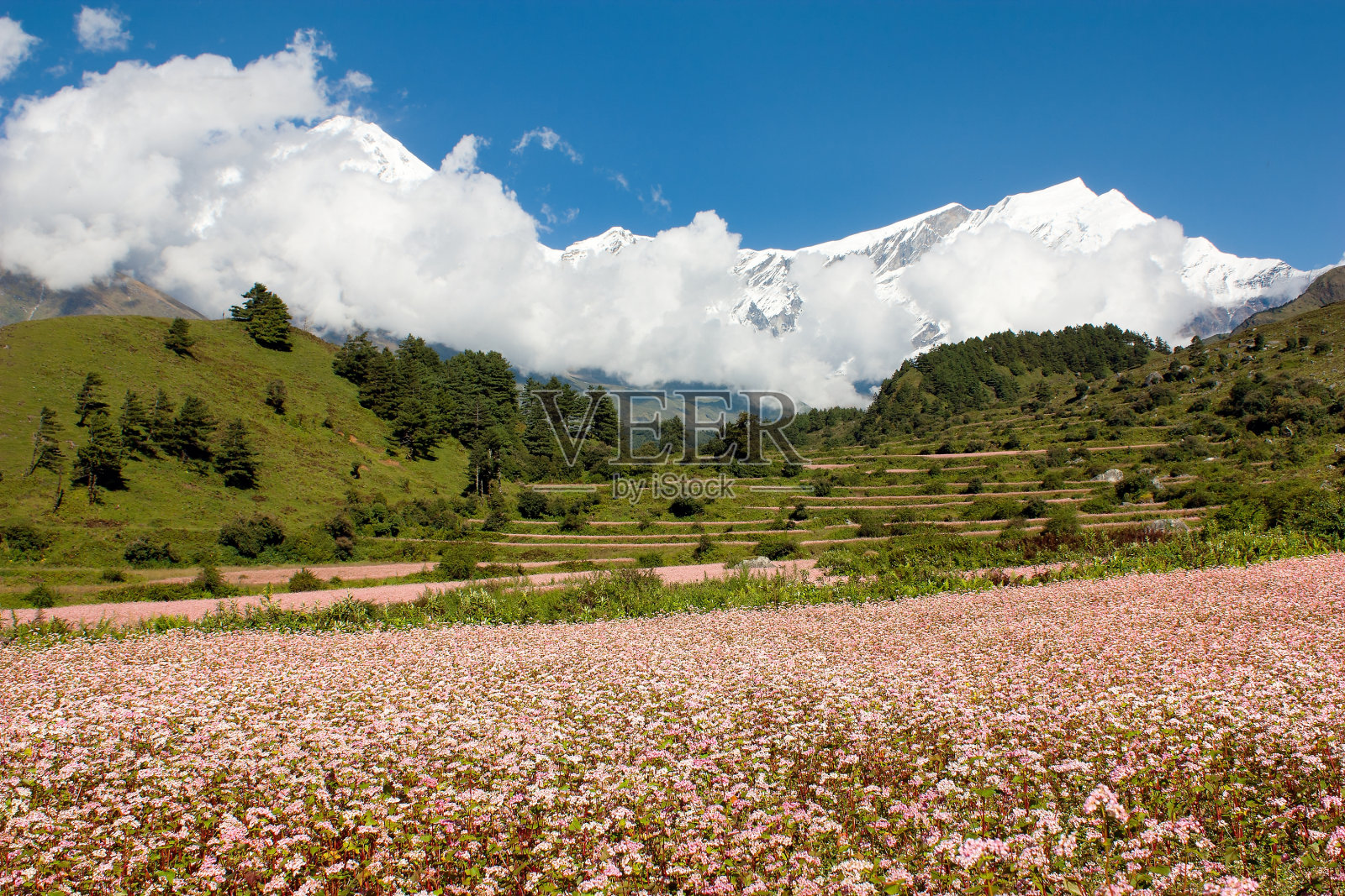 道拉吉里山和荞麦田照片摄影图片