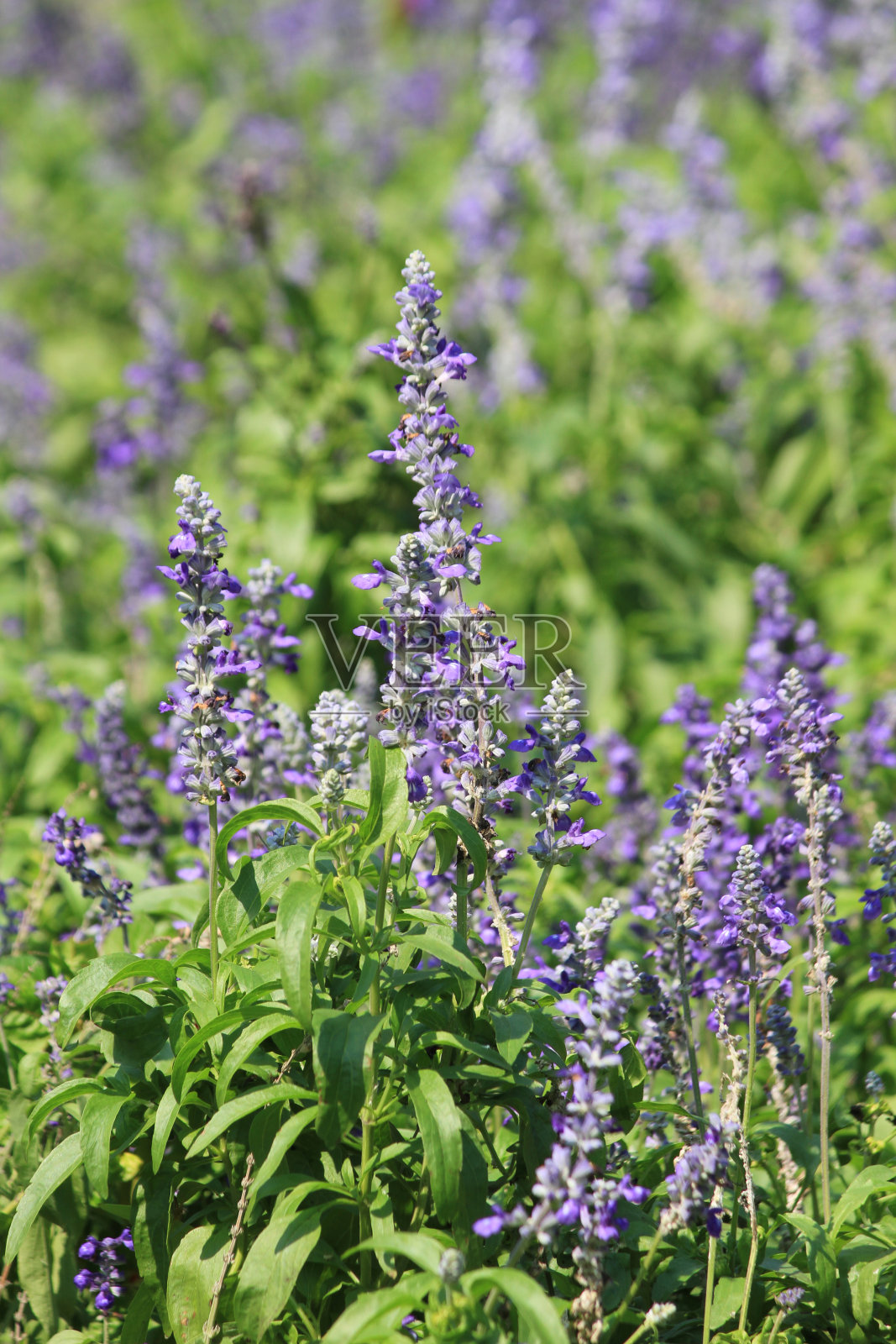 薰衣草花angustifolia照片摄影图片