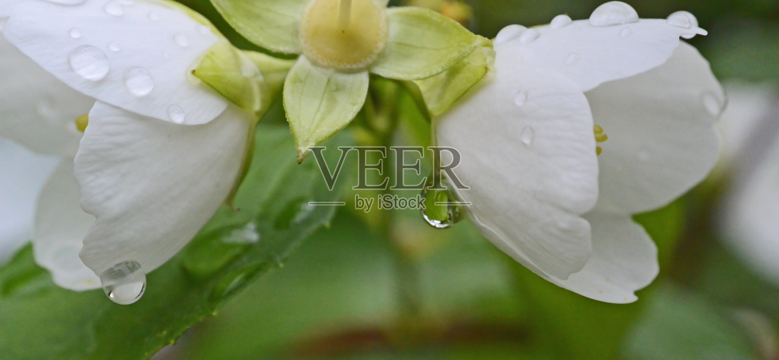 春天淋浴照片摄影图片