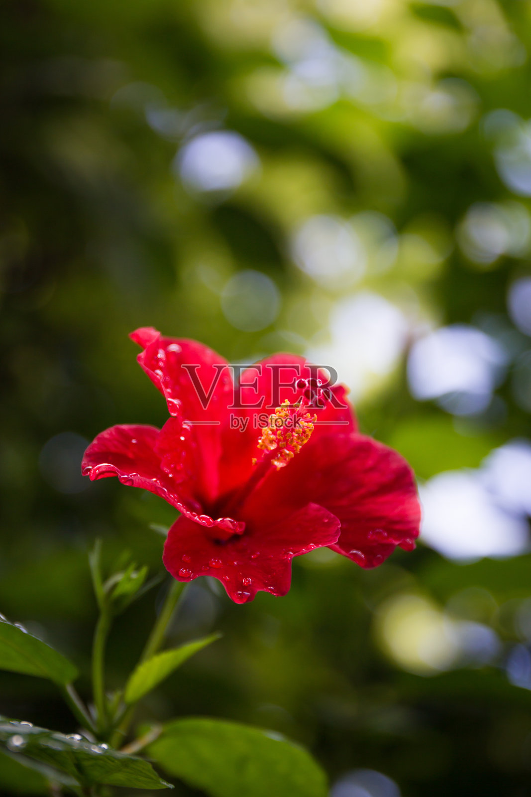 芙蓉照片摄影图片