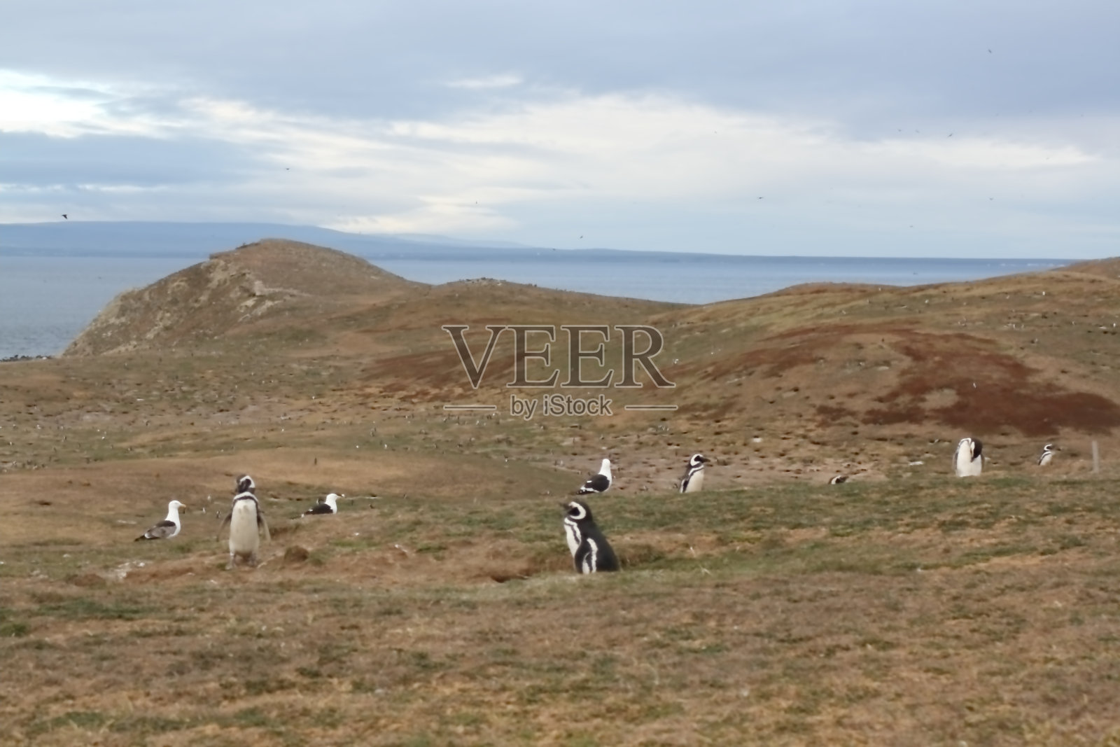 智利Magdalena岛上的企鹅照片摄影图片
