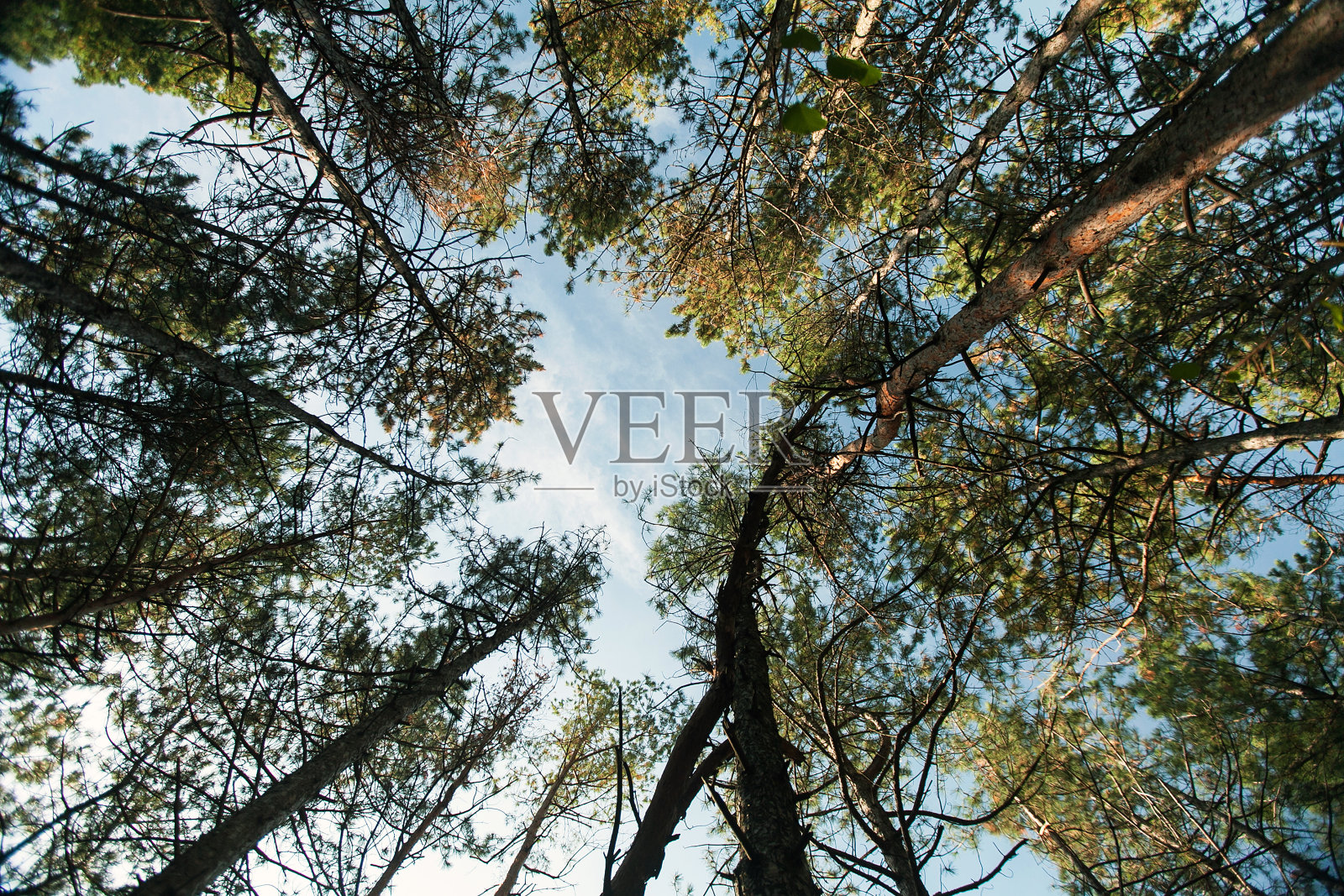 树梢和天空。混合的树林里。照片摄影图片