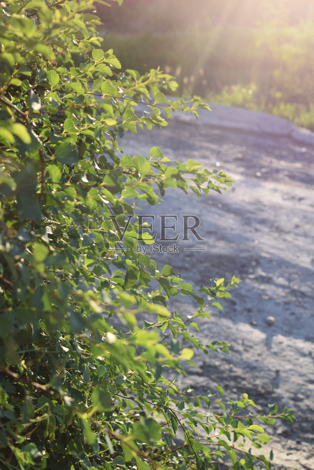 自然绿色布什照片摄影图片