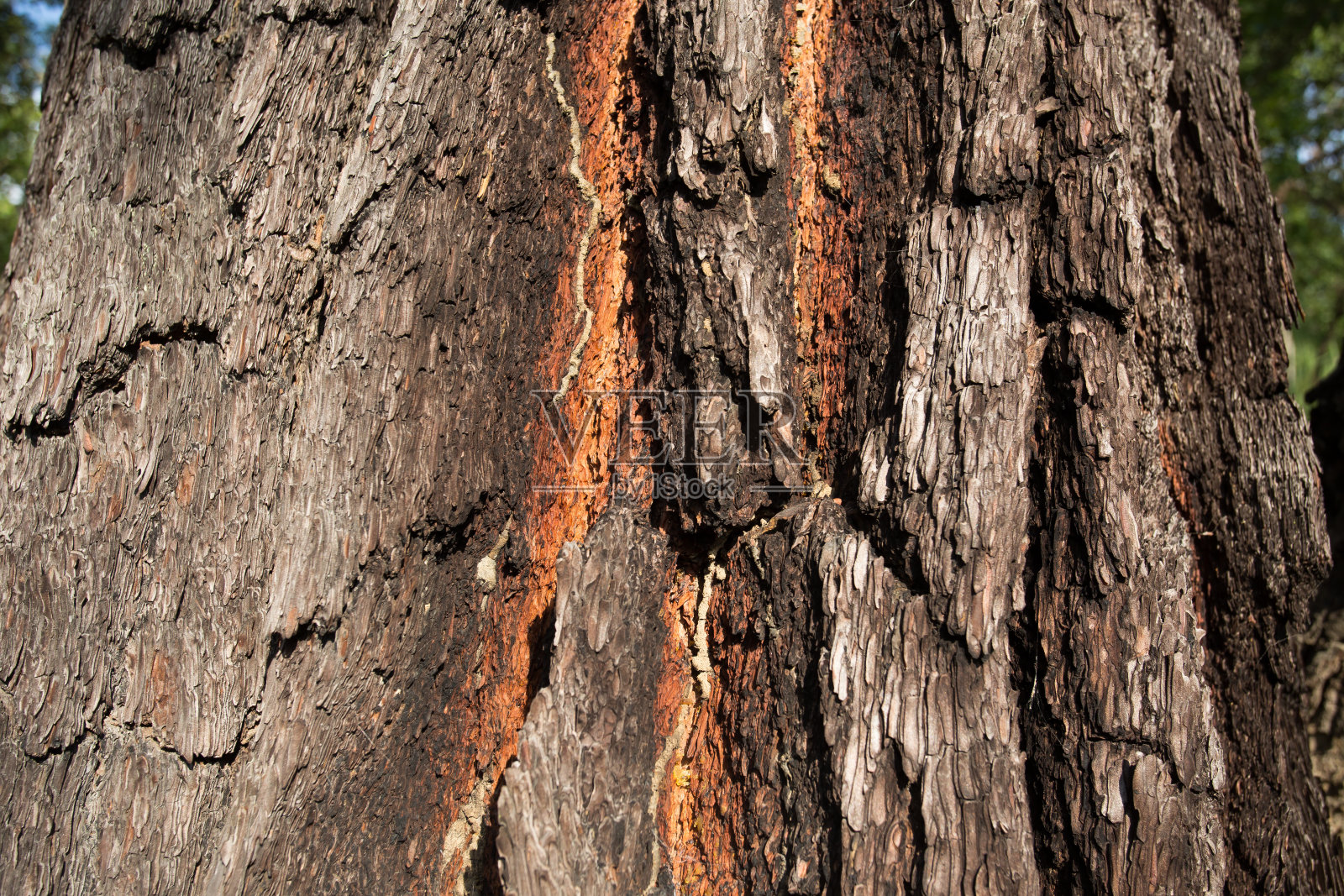 树皮纹理照片摄影图片