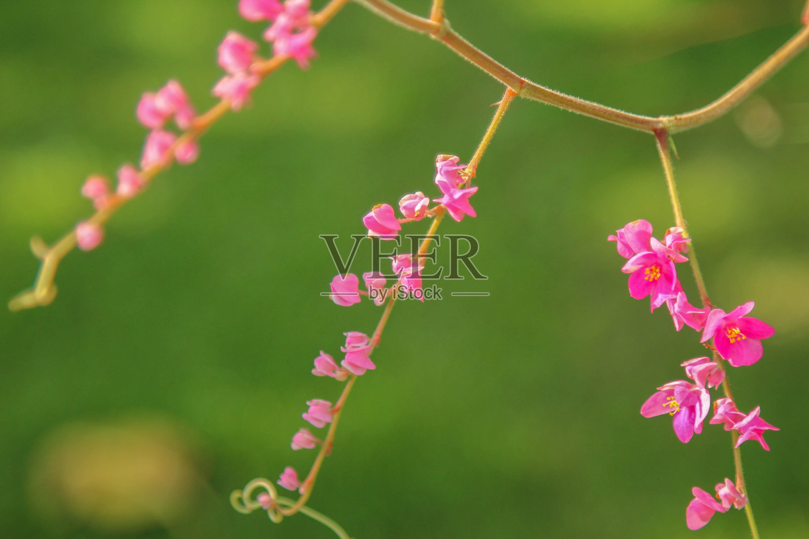 粉红色的花和绿色模糊了背景照片摄影图片