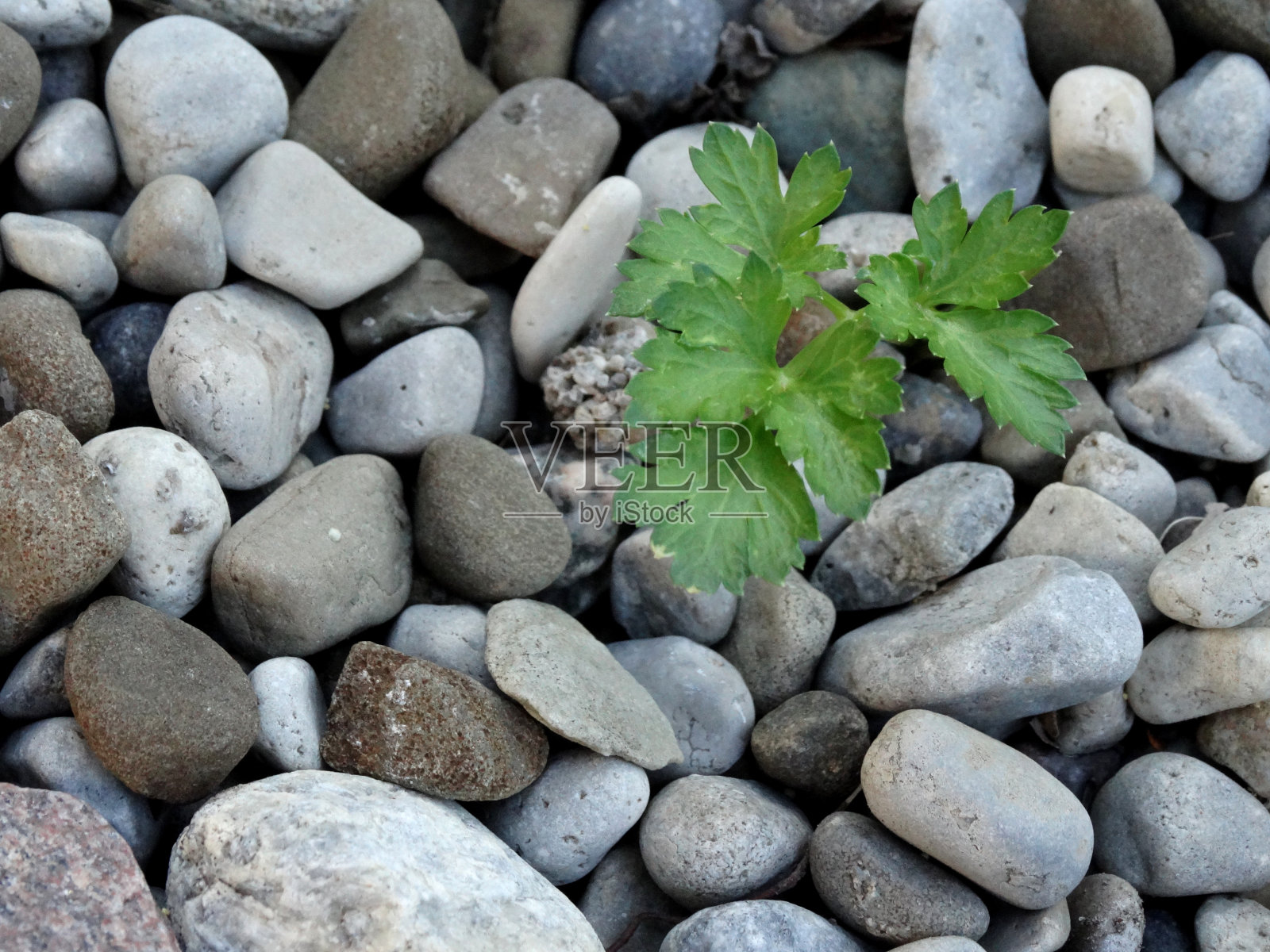欧芹照片摄影图片