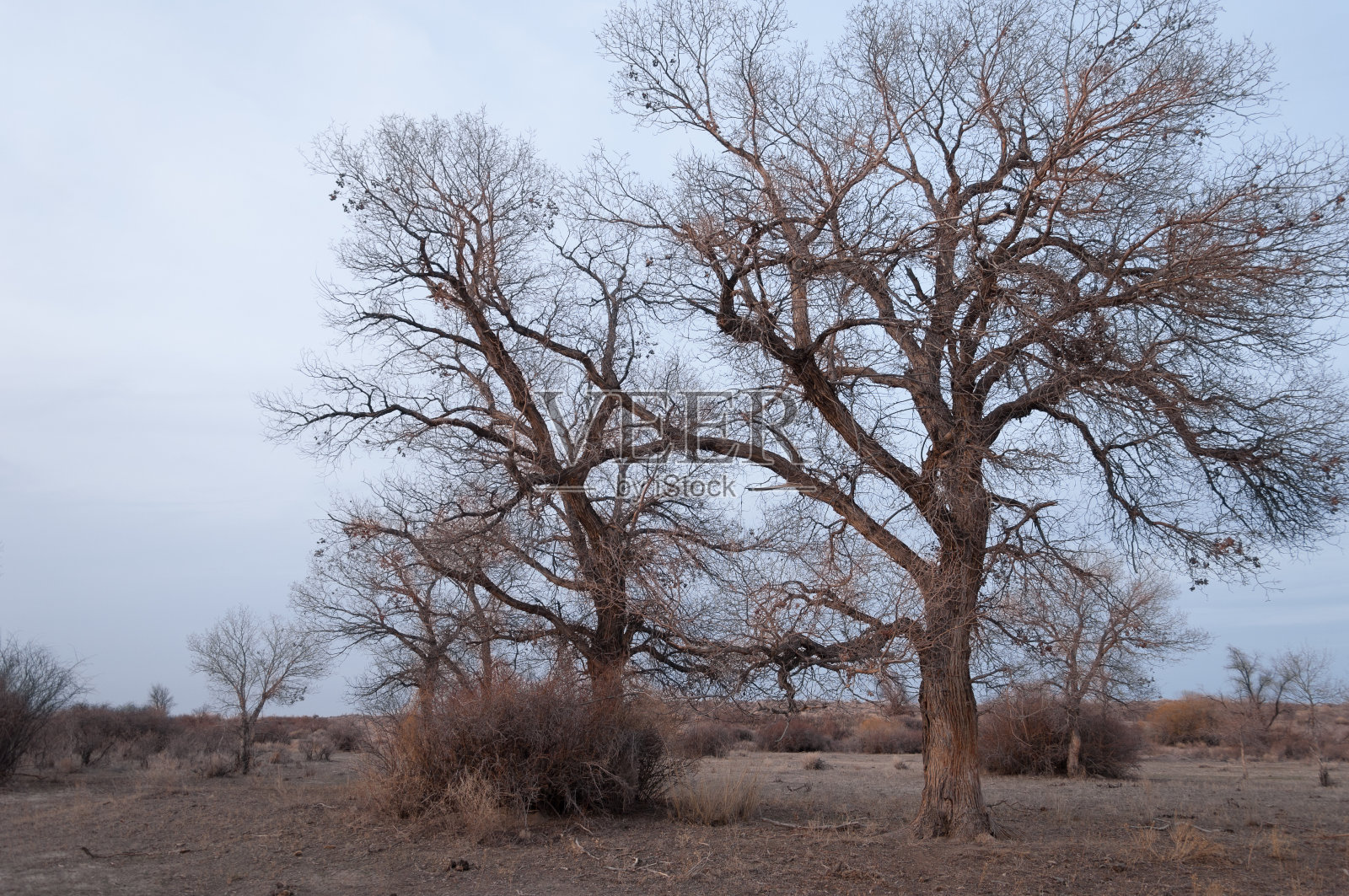 初春寂寞树照片摄影图片