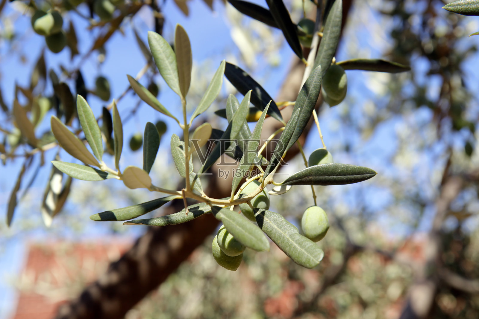 从树上摘下橄榄枝照片摄影图片