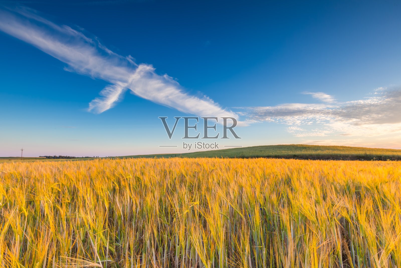 美丽的景色,日落在玉米田在夏天照片摄影图片