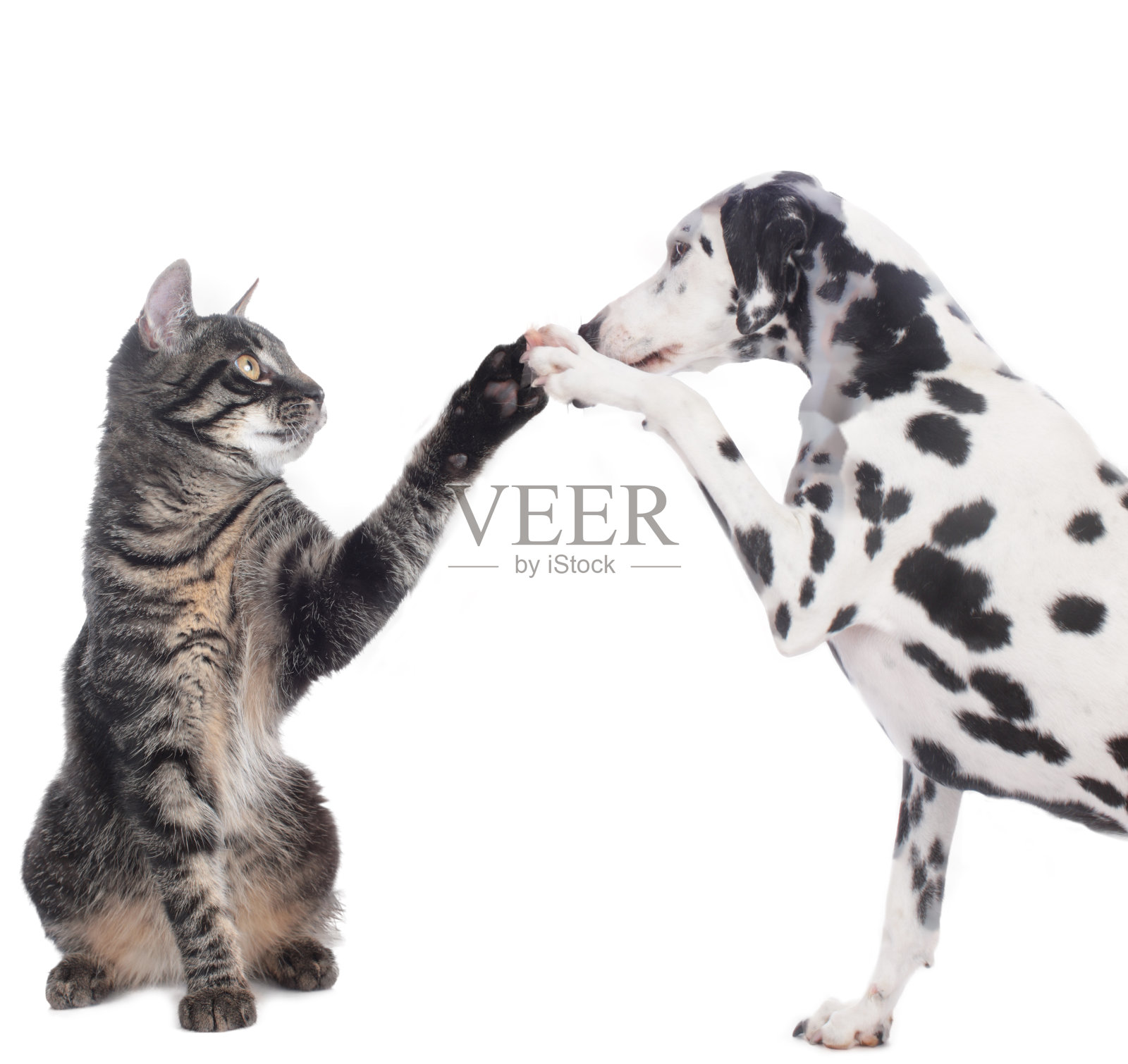 猫和狗击掌照片摄影图片