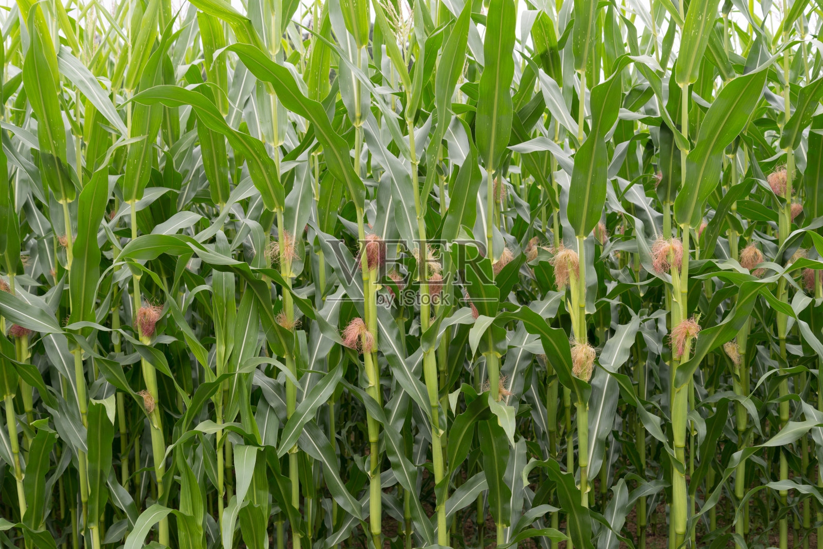 玉米田照片摄影图片