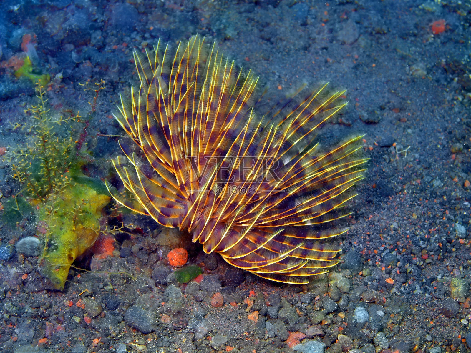 管虫照片摄影图片