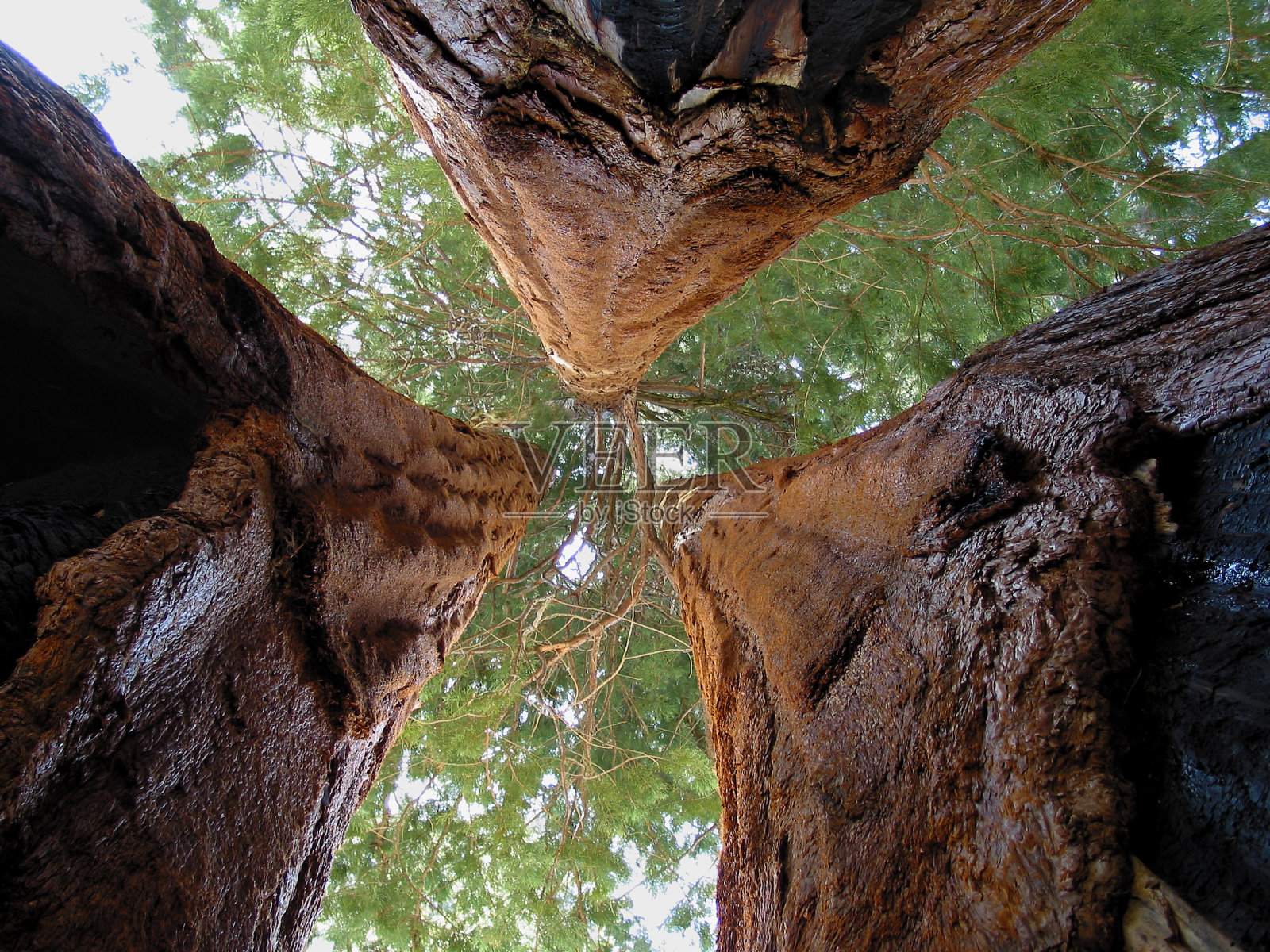 在三棵巨大的红杉之间仰望照片摄影图片