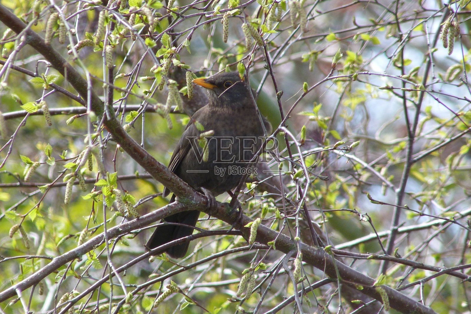 树枝上的雌画眉照片摄影图片